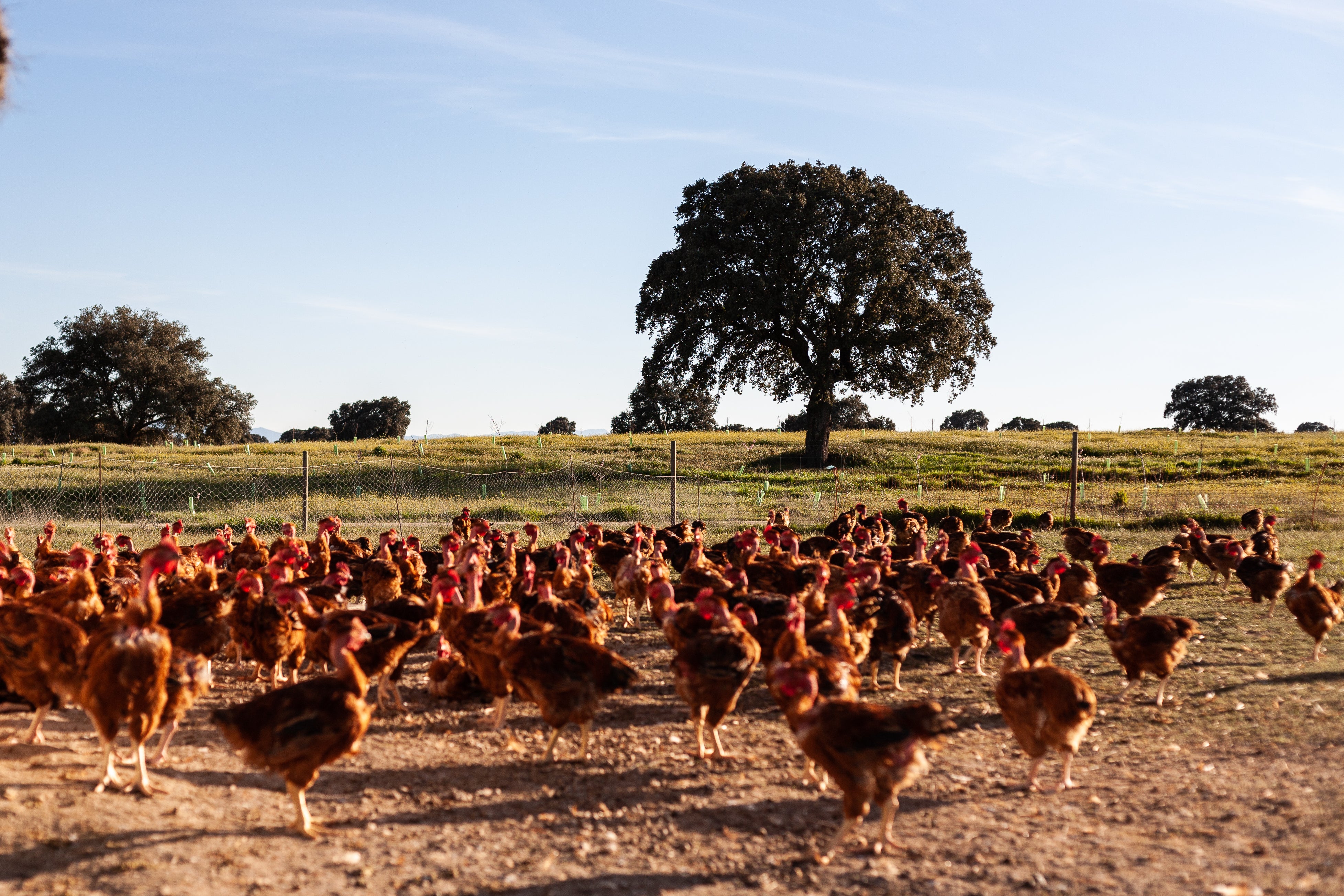 pollo eco dehesa el milagro